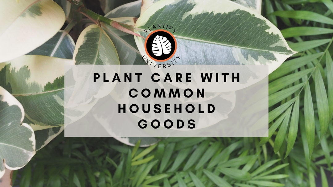 Houseplant care with common household goods