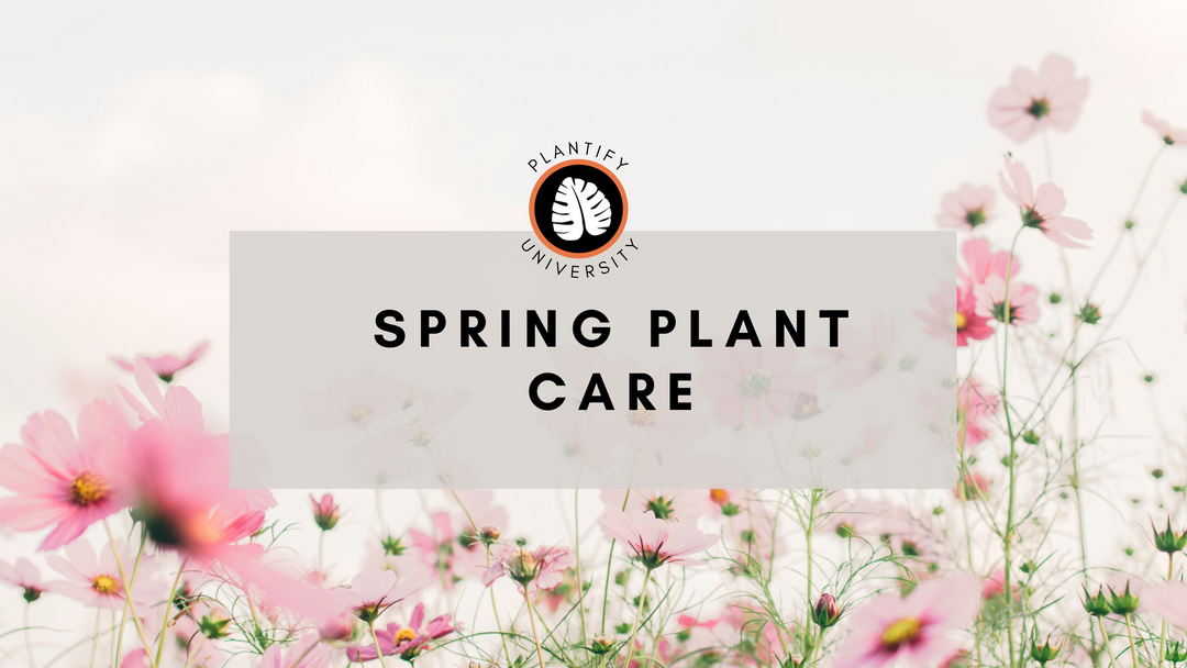 Spring houseplant Care Tips