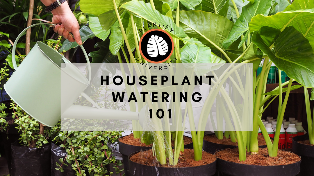 Watering Plants 101: What to Consider?