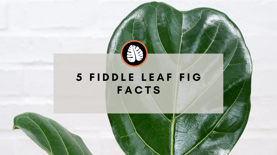 5 Fiddle Leaf facts