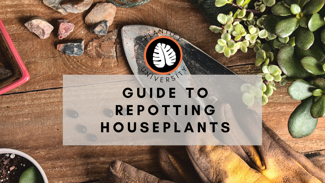 guide to repotting houseplants