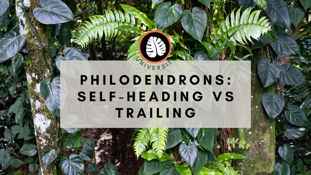 Philodendrons: Self-Heading vs Trailing