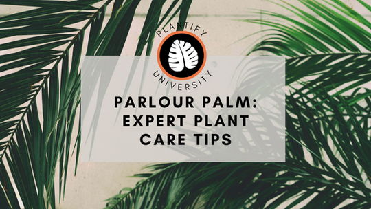 Parlour Palm: Expert Growing Tips