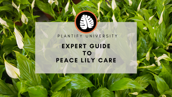 Care Guide for Peace Lilies