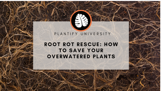 Hoe to save your plants from root rot