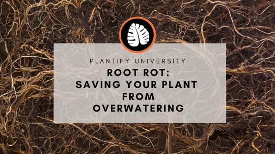 Blog cover: Saving plants from root rot with background of healthy roots in soil