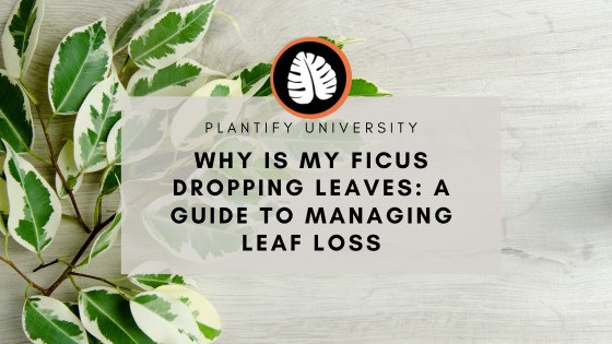 Why Is Your Ficus Dropping Leaves? A Simple Guide to Understanding and Managing Leaf Loss in Ficus