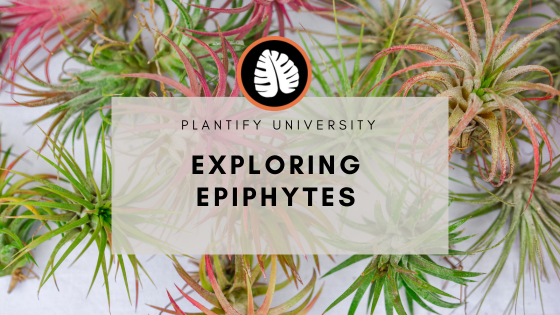 Exploring Epiphytes: What are are? And how to care for them?