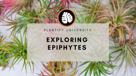 Exploring Epiphytes: What Are They? And How to Care for Them?