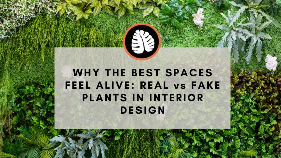 Why the Best Spaces Feel Alive: Real vs Fake Plants in Interior Design.