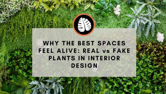 Why the Best Spaces Feel Alive: Real vs Fake Plants in Interior Design