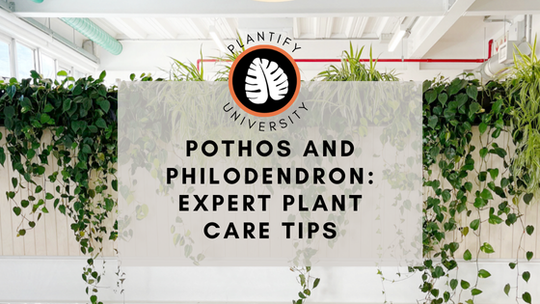 Philodendron and Pothos: Expert Growing Tips