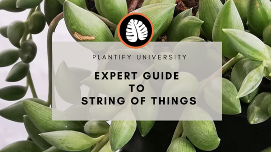 Expert Plant Care Guide: How to Grow Thriving “String of Things” Plants