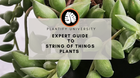 How to Care for String of Things