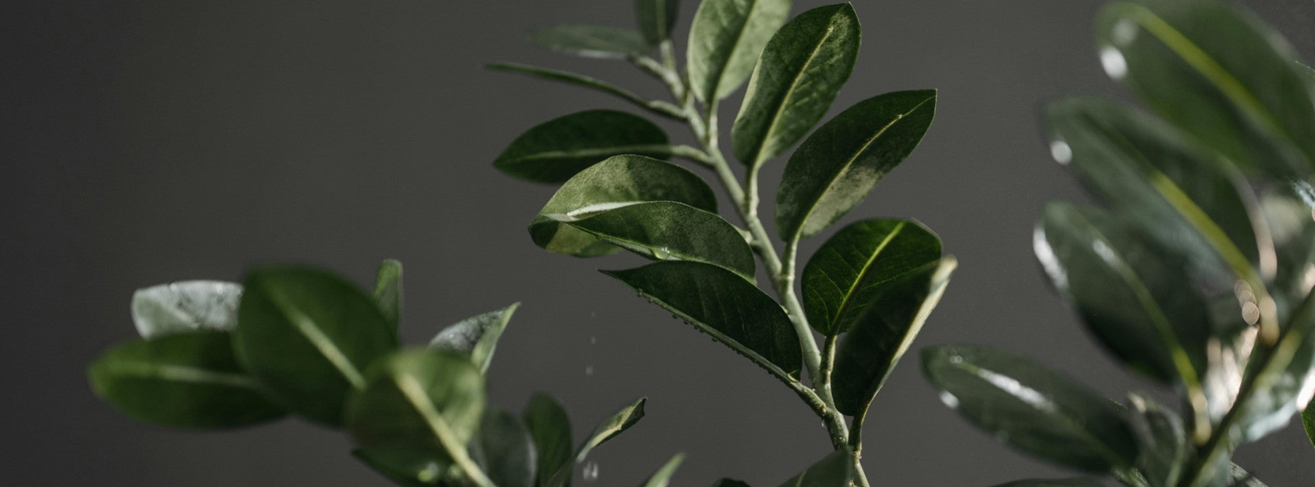 ZZ Plants