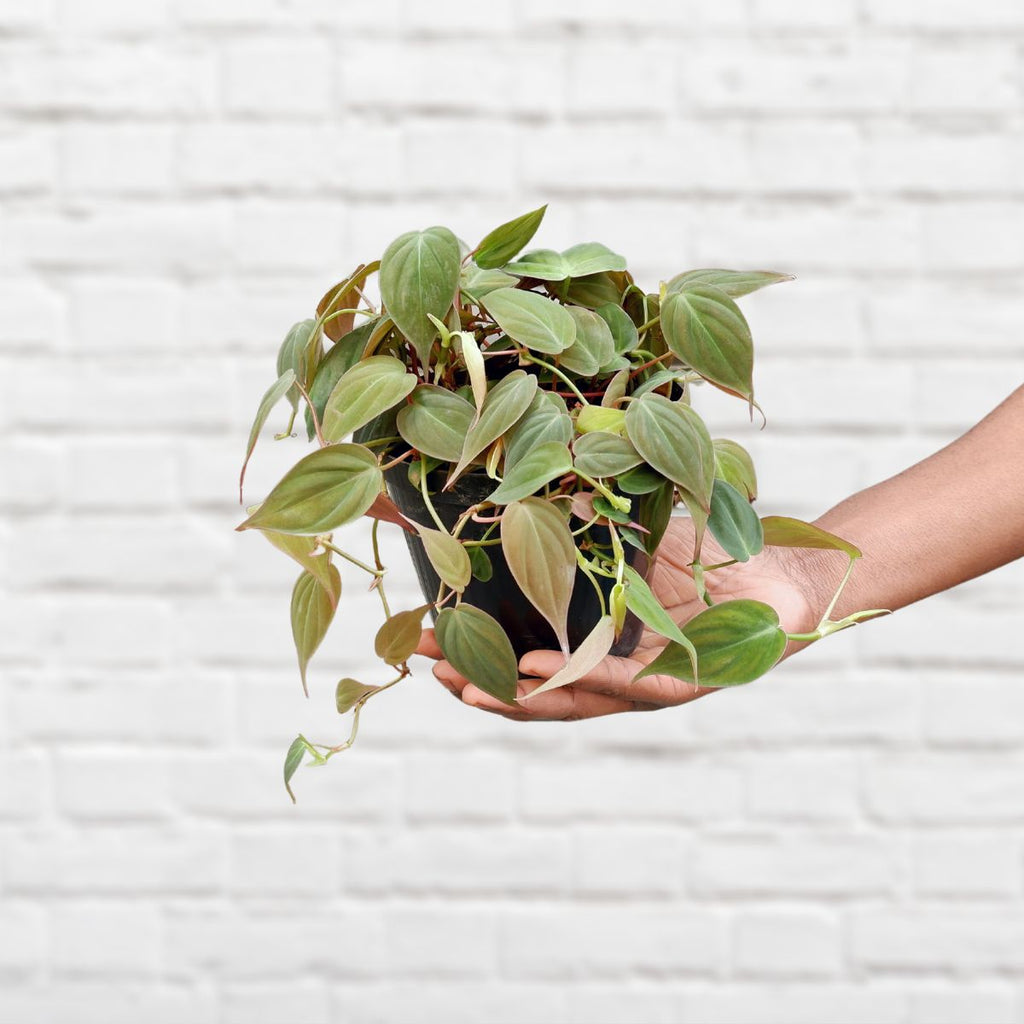 philodendron micans online Philodendron - Micans