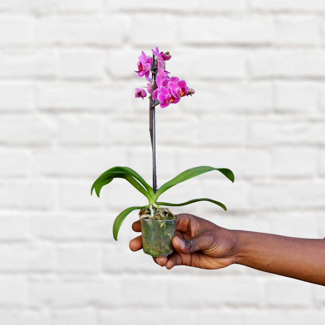 Moth Orchid - Micro - Shop Online!