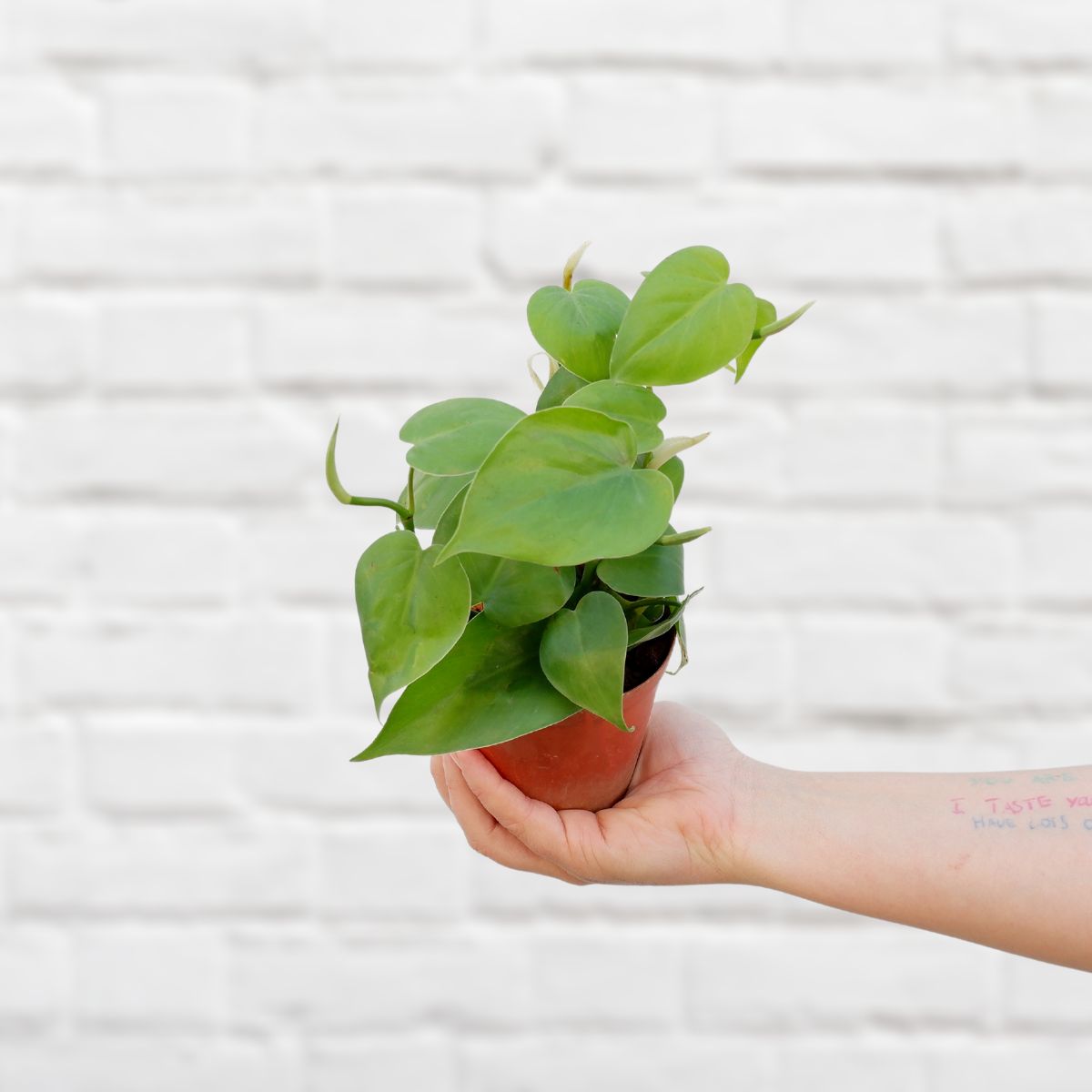 Heart Leaf Philodendron - For Something Green and Trailing! – Plantify ...