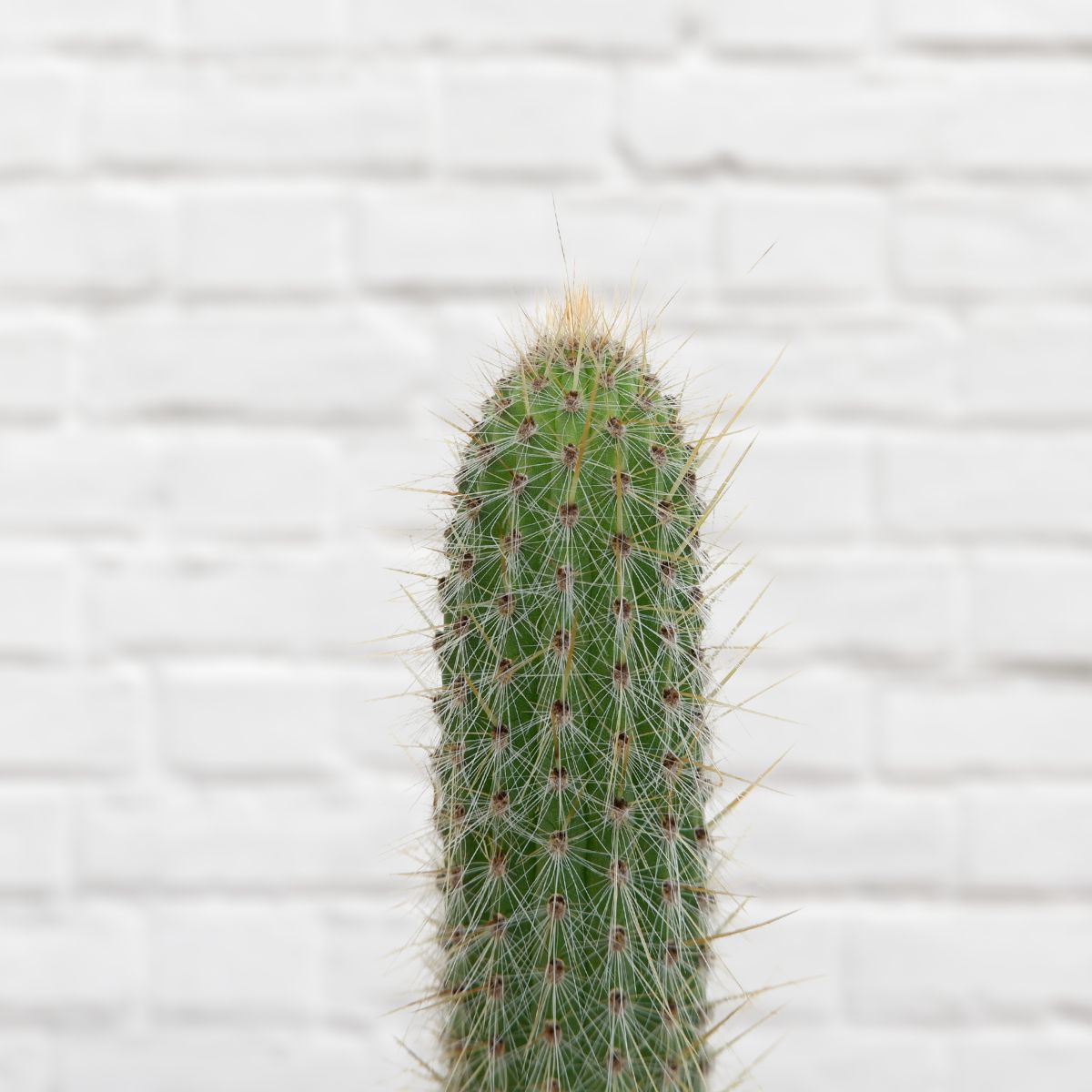 Fence Post Cactus | Indoor Plant