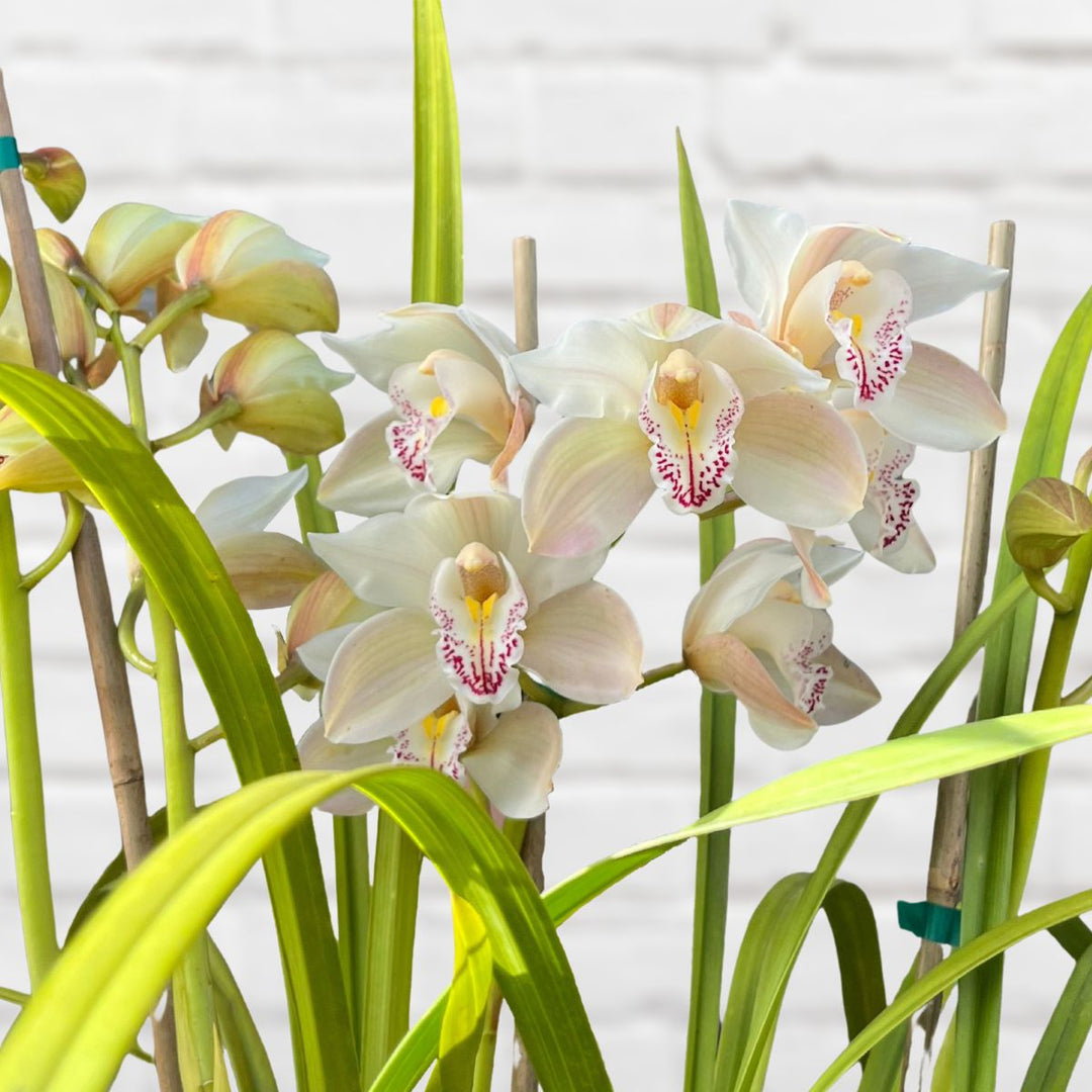 Cymbidium Orchid - Shop Online!