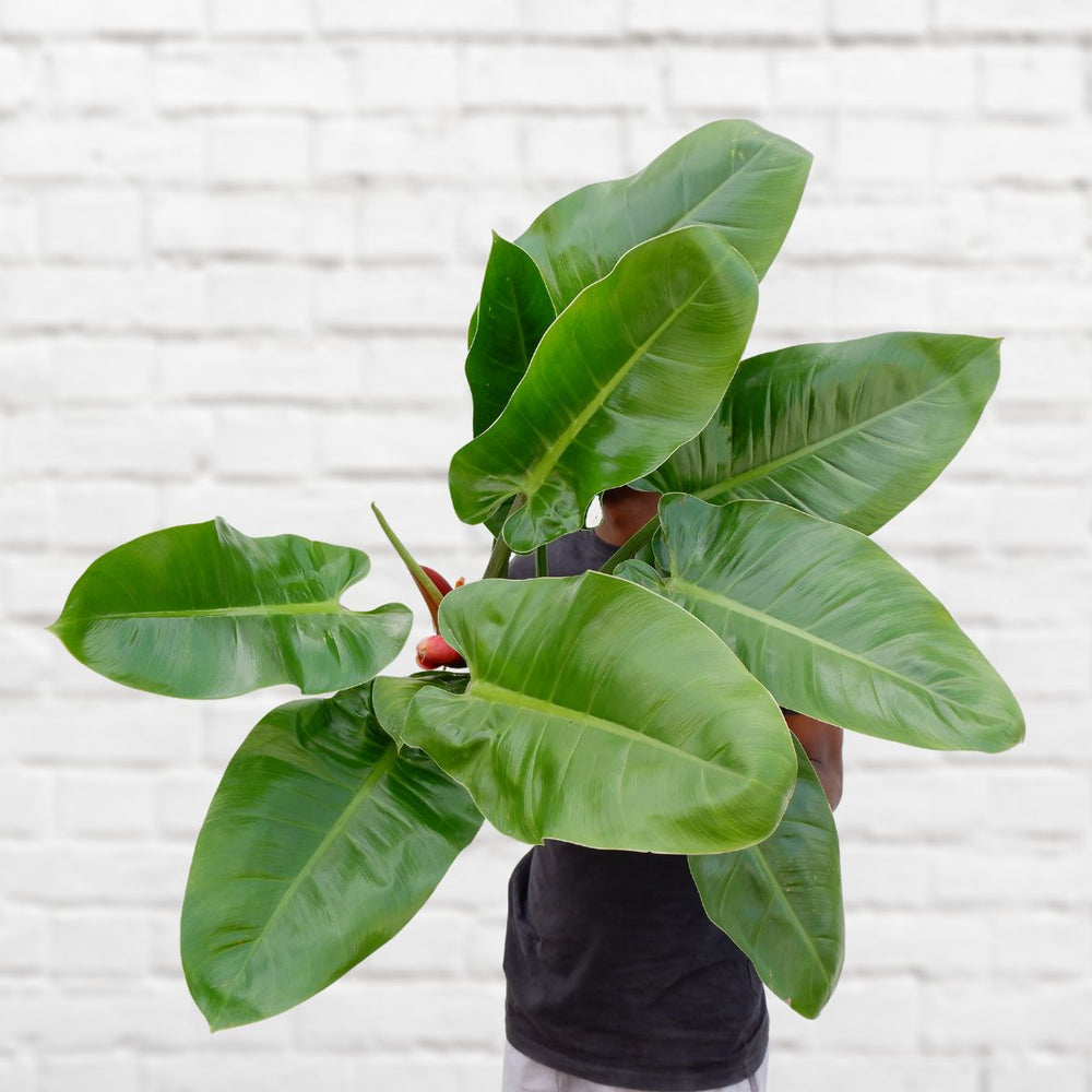 Philodendron Imperial Green - Extra Large - Shop Online!