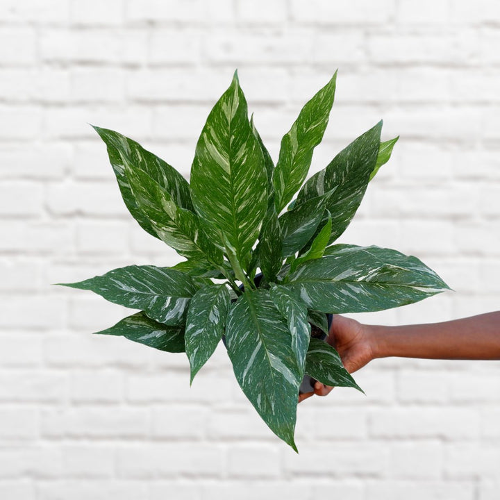 Peace Lily - Diamond Variegated - Shop Online!
