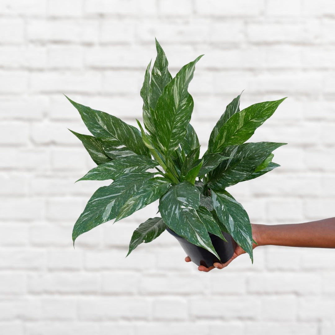 Peace Lily - Diamond Variegated - Shop Online!