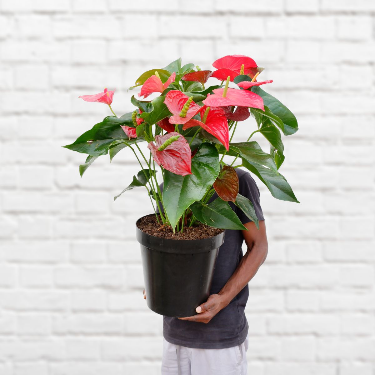 Red XL Anthurium - Enjoy the spectacle of Bold Flowers!
