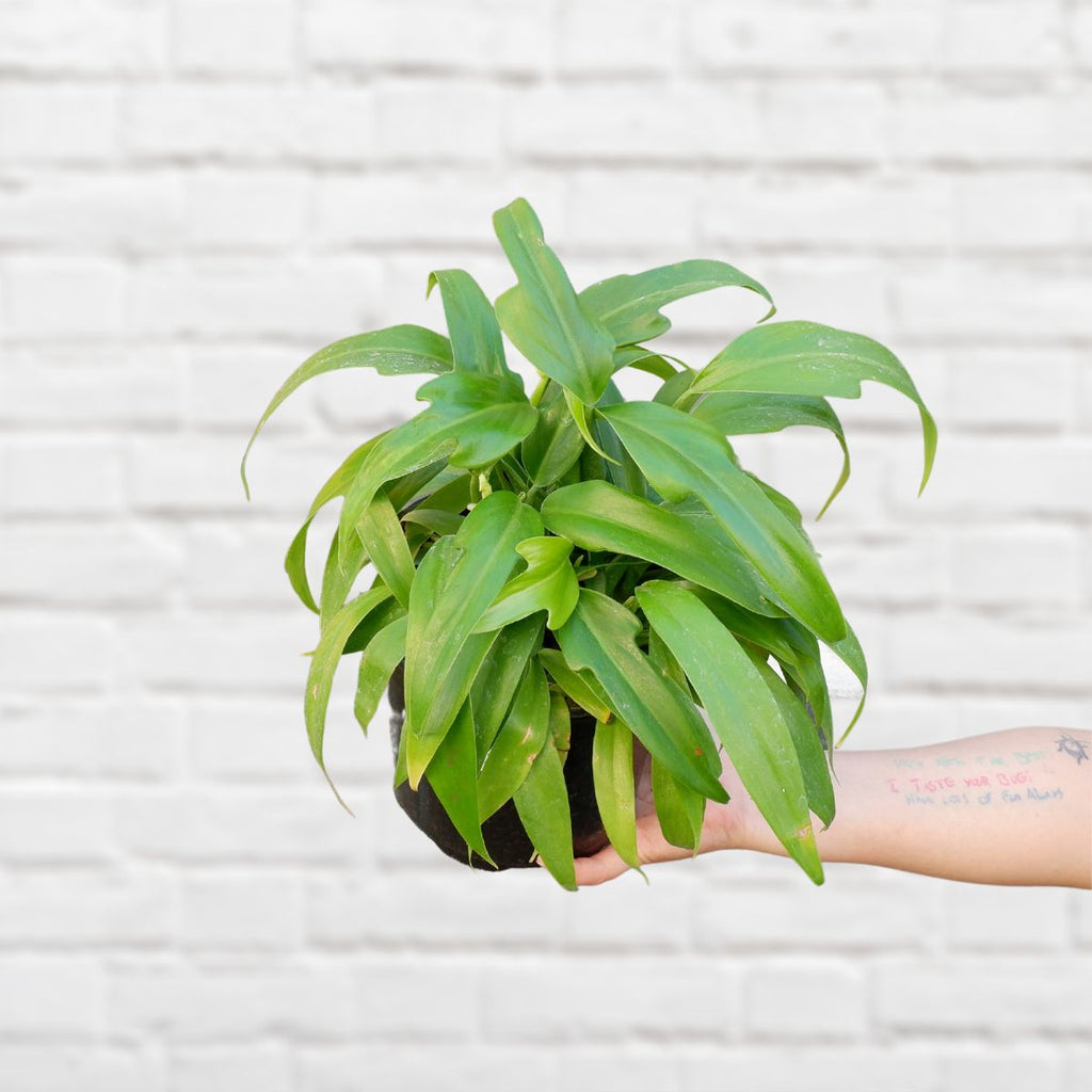philodendron panduriforme hybrid Panda Philodendron
