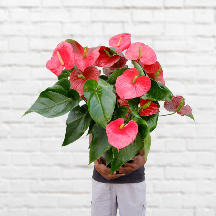 Anthurium - Red - Large - Shop Online!