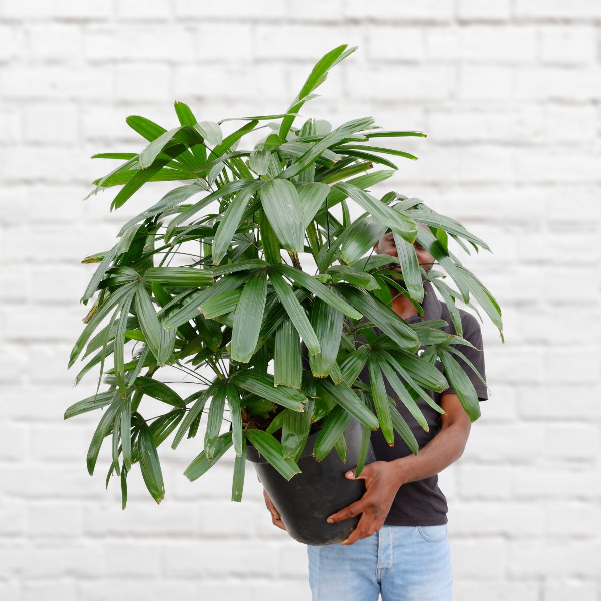 Broadleaf Lady Palm | Indoor Plant