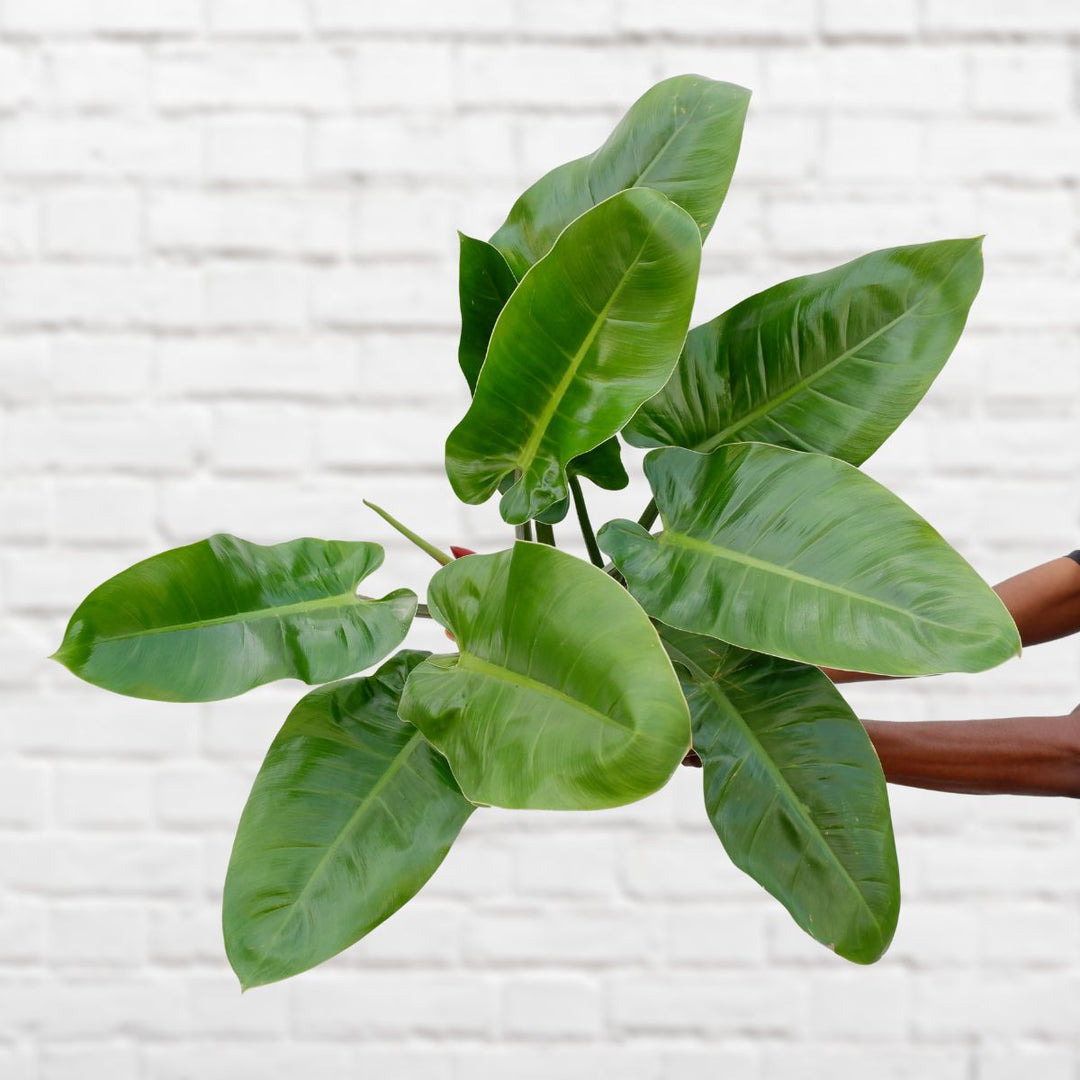 philodendron imperial green kaufen Philodendron Imperial Green - Extra Large