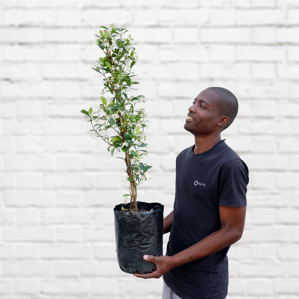 Star Jasmine - CAPE TOWN ONLY | Indoor Plant