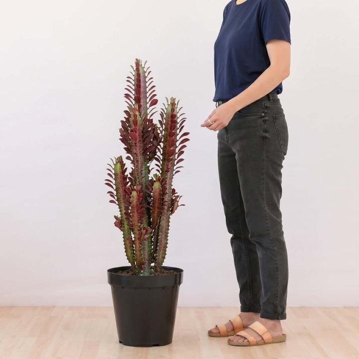 Person standing next to a tall potted plant on a wooden floor with a white wall background
