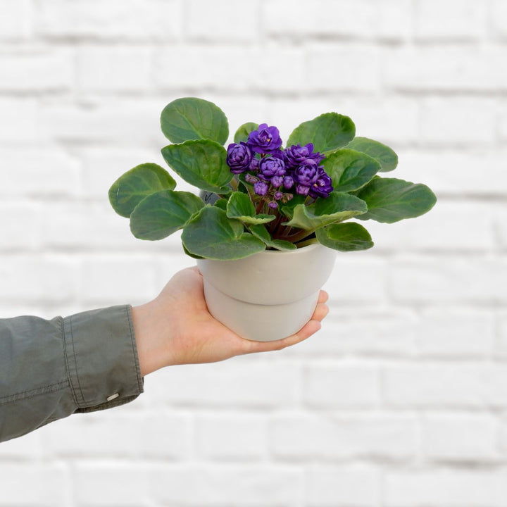 African Violet