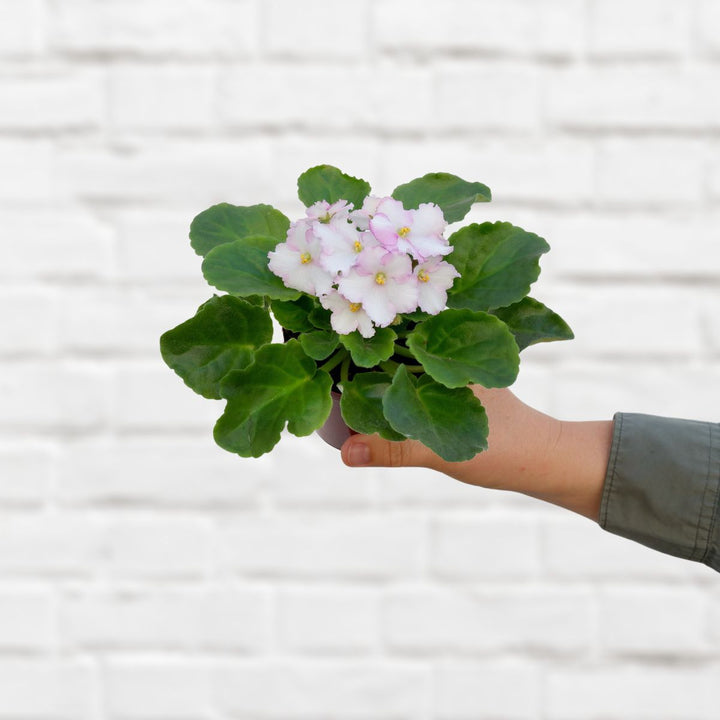 African Violet