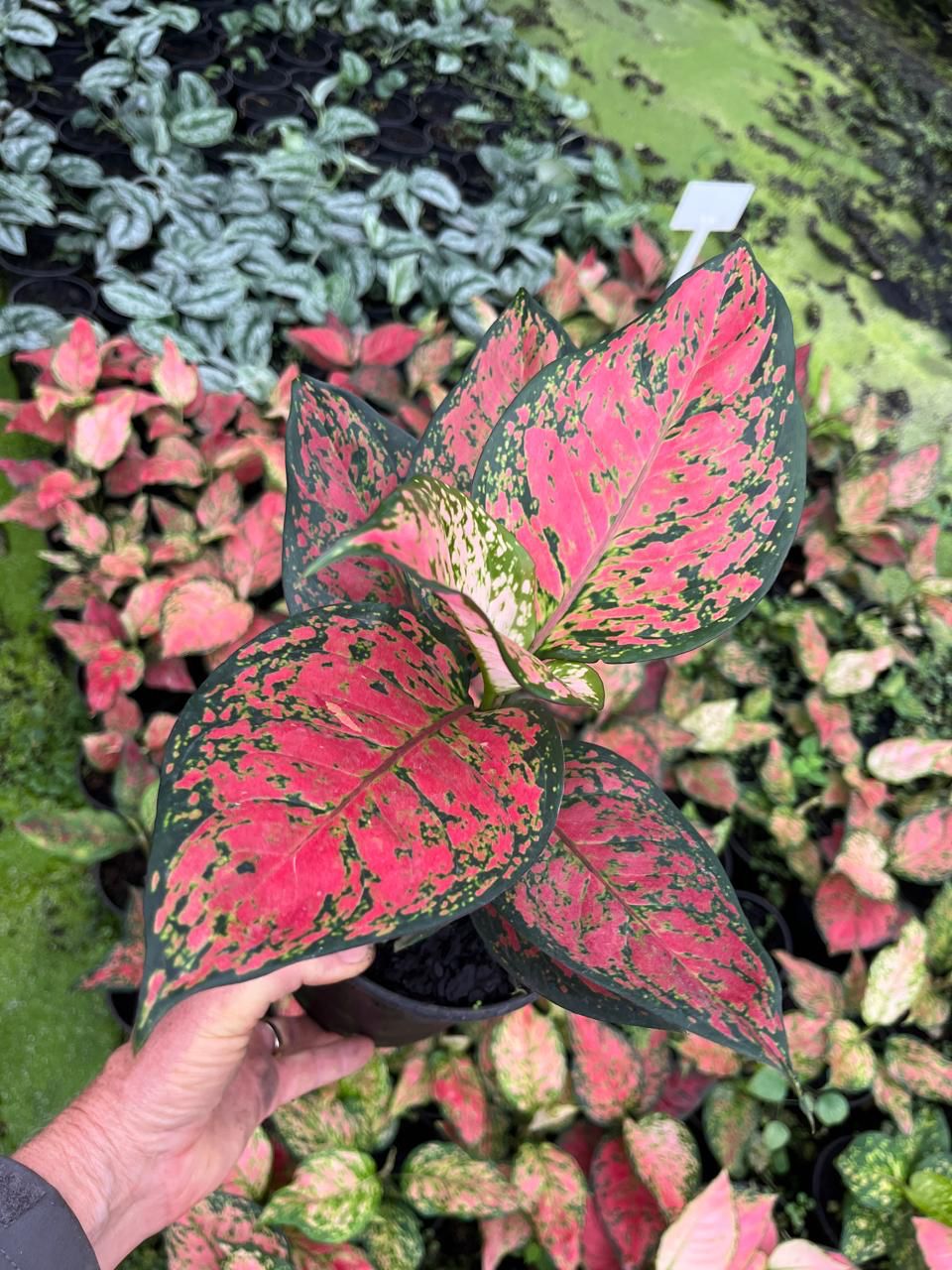 aglaonema auspicious red Chinese Evergreen - Auspicious Red