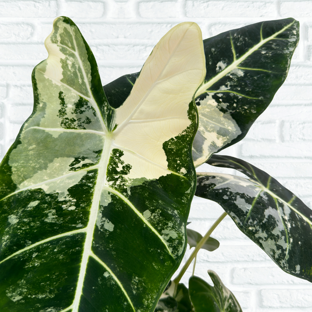 Alocasia Frydek - Variegated
