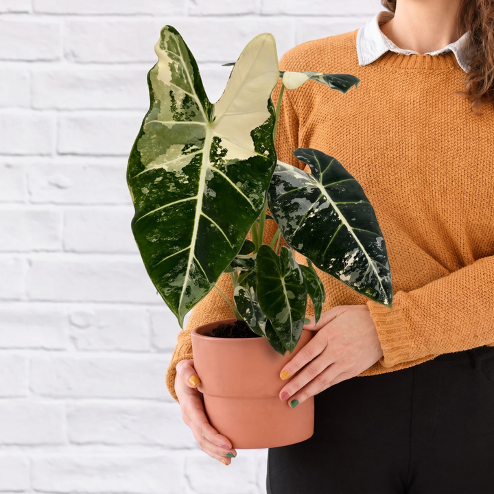 Alocasia Frydek - Variegated
