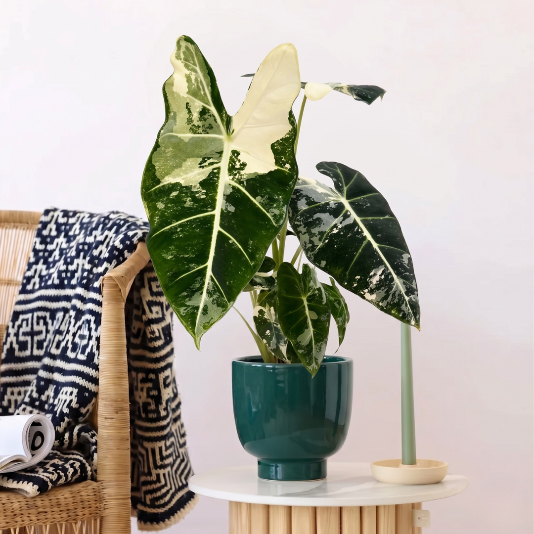 Alocasia Frydek - Variegated