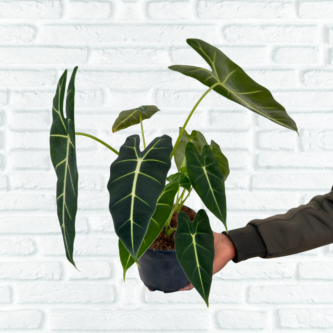 Alocasia Frydek