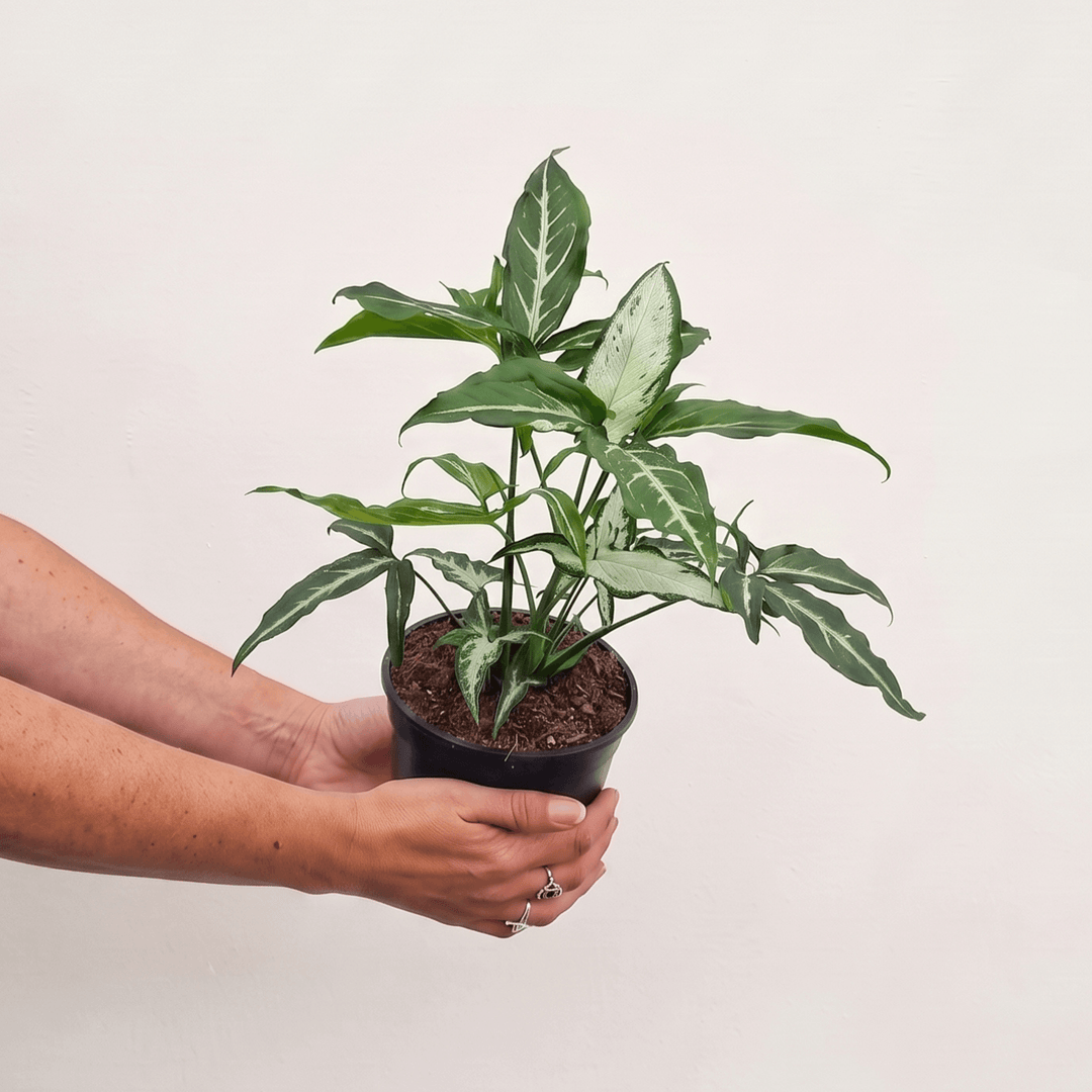 Syngonium Angustatum in nursery pot hand held for scale