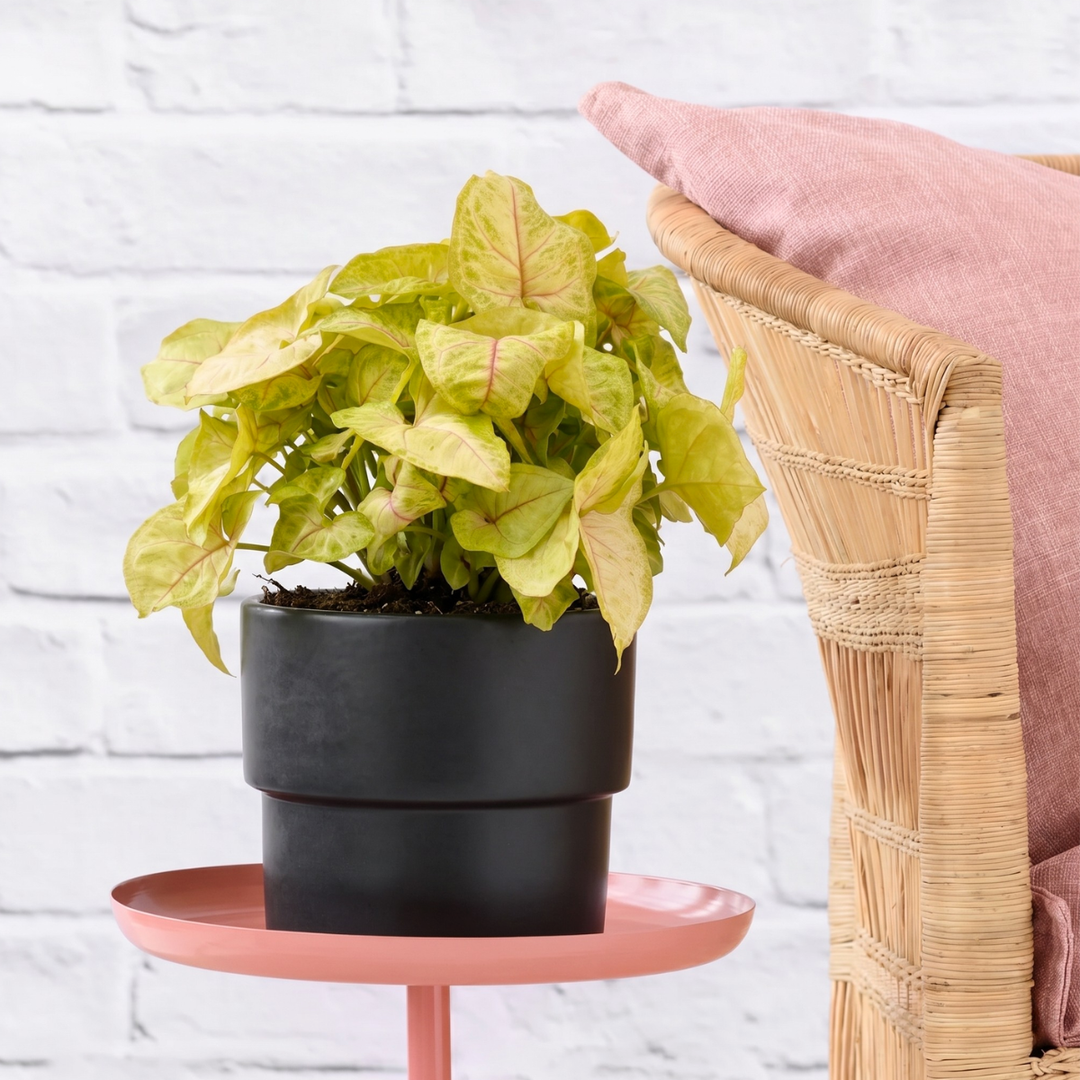 Arrowhead Golden Allusion in a black planter on a side table