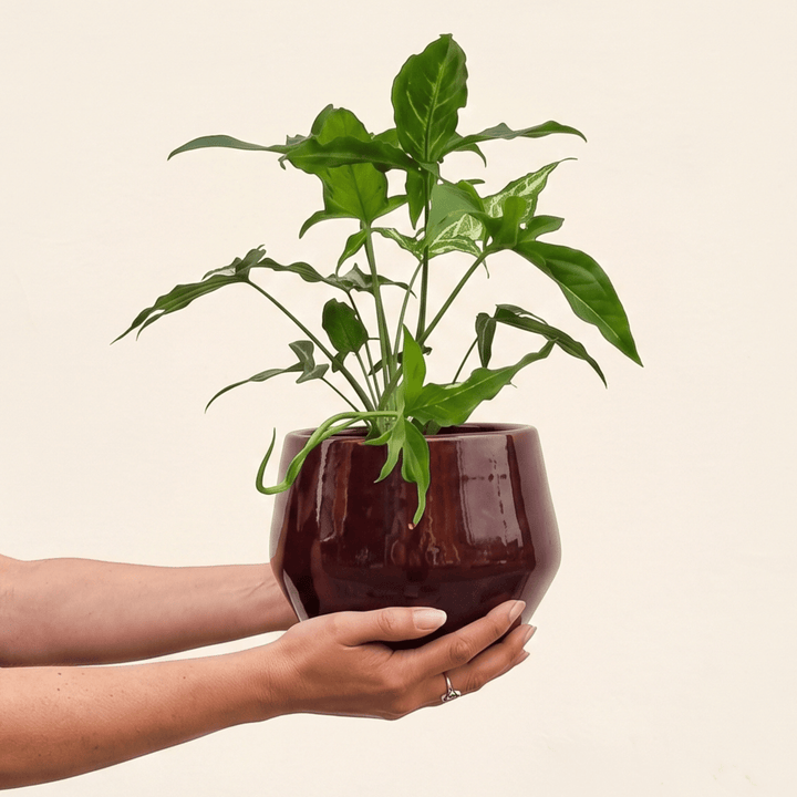 Syngonium Angustatum in Oxblood red planter for reference