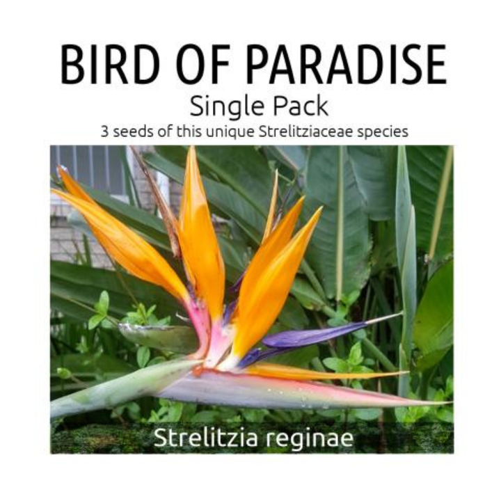 Seed packet for Strelitzia reginae with a bird of paradise flower on a white background