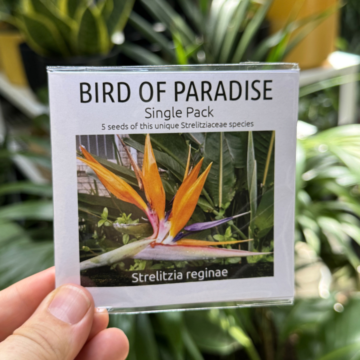 Bird of Paradise seed packet held in front of green plants