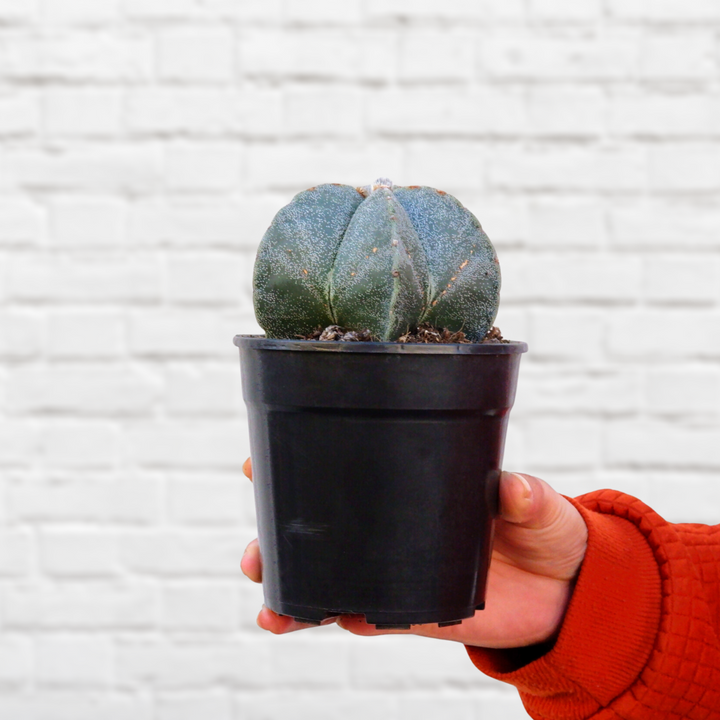 Bishop's Cap Cactus - Shop Online!