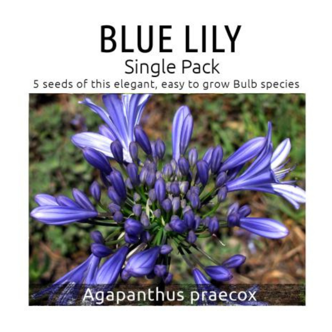 blue lily flower seeds Blue Lily Seed Kit: Indigenous Agapanthus Praecox