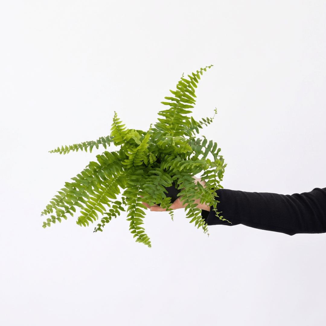 Boston Fern - Blue Bell plant with lush green fronds held in a hand against a white background.