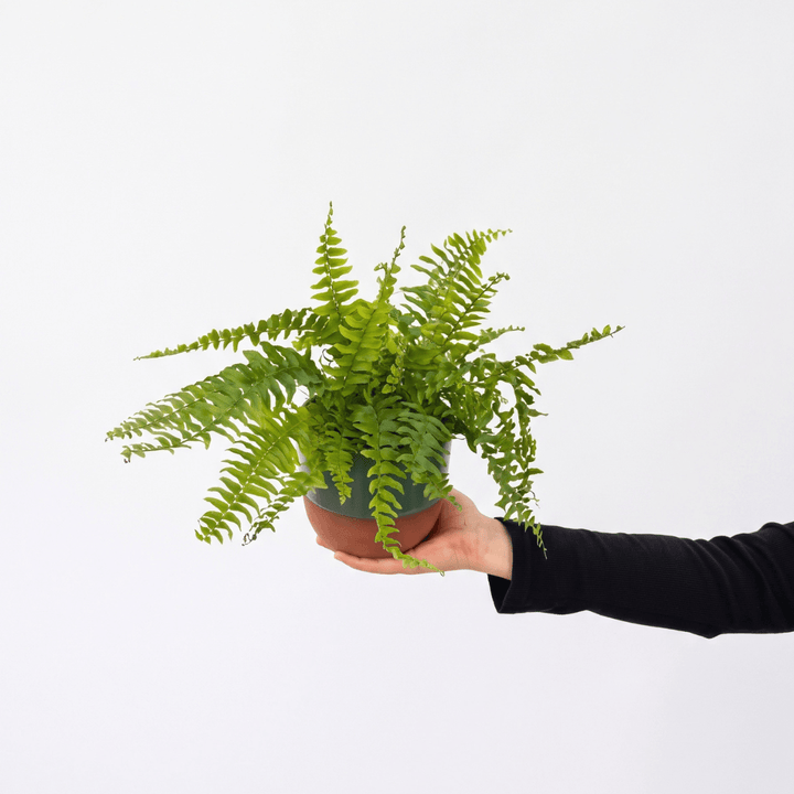 Boston Fern - Blue Bell showcased in a hand, displaying its lush green arching fronds in a pot.